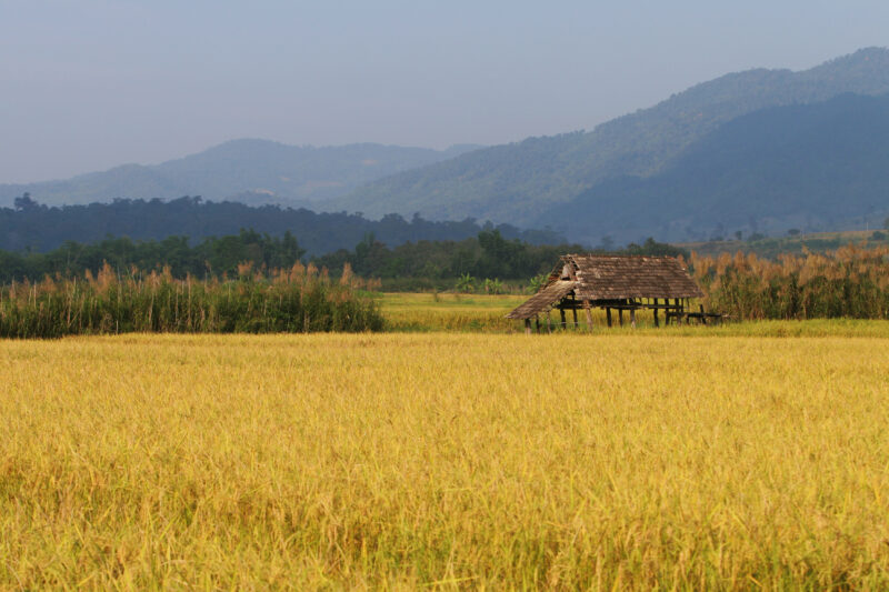Rice Field in Thailand — Harvest time in Chiang Rai provence, in Northern Thailand — Thailand, rice, fice field, fields, harves