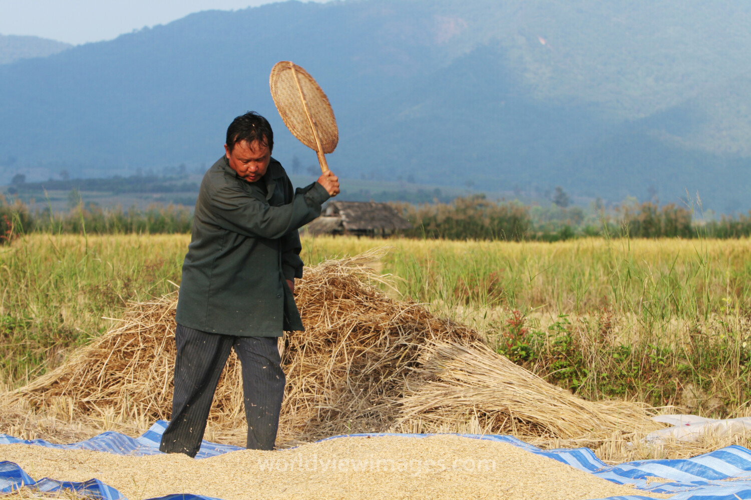 Rice Harvest in Thailand