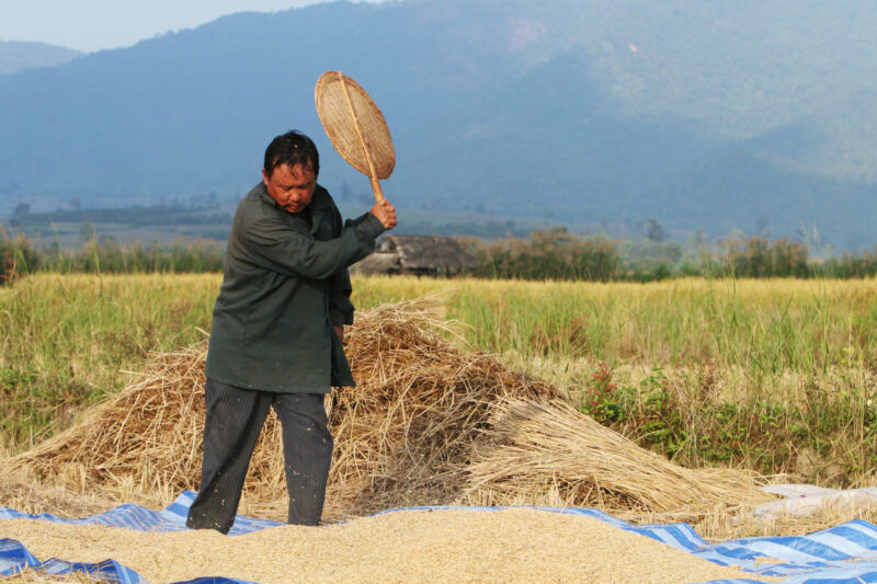 Rice Harvest in Thailand — Harvest time in Chiang Rai provence, in Northern Thailand — Thailand, rice, fice field, fields, harves