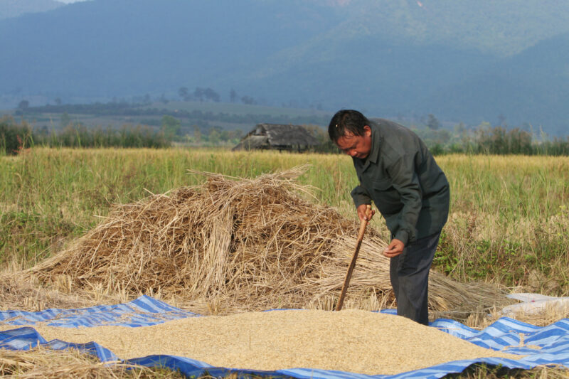 Rice Harvest in Thailand — Harvest time in Chiang Rai provence, in Northern Thailand — Thailand, rice, fice field, fields, harves