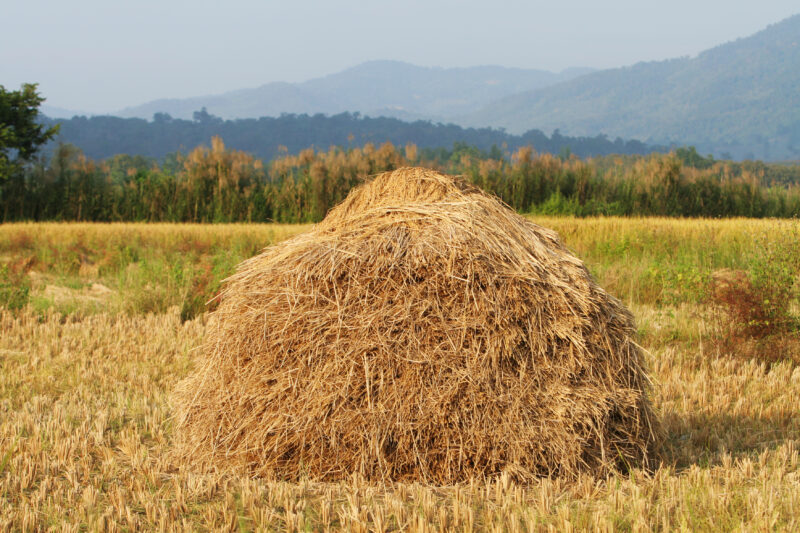Rice Harvest Time — Harvest time in Chiang Rai provence, in Northern Thailand — Thailand, rice, fice field, fields, harves