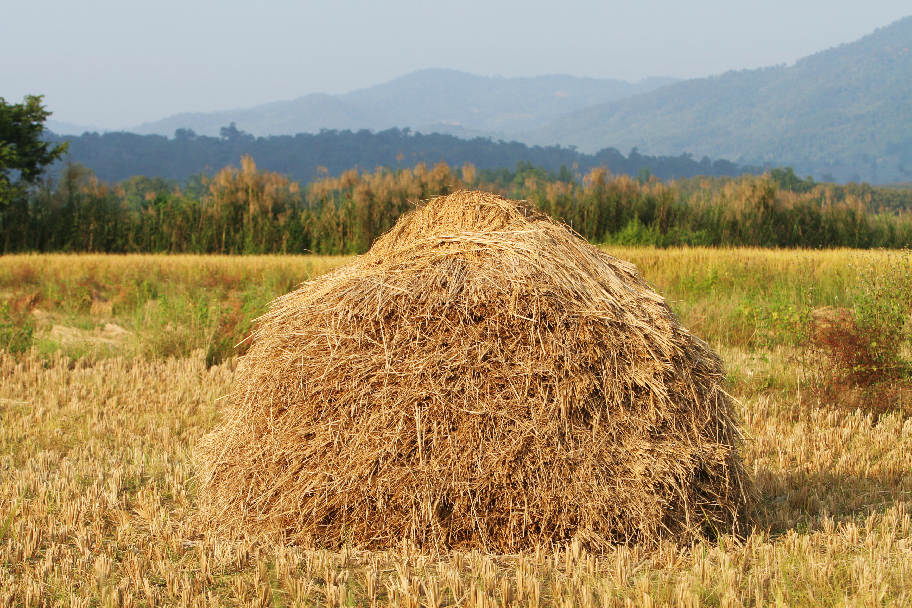 Rice Harvest Time