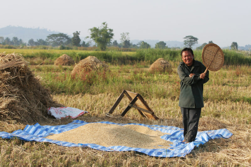 Rice Harvest in Thailand — Harvest time in Chiang Rai provence, in Northern Thailand — Thailand, rice, fice field, fields, harves