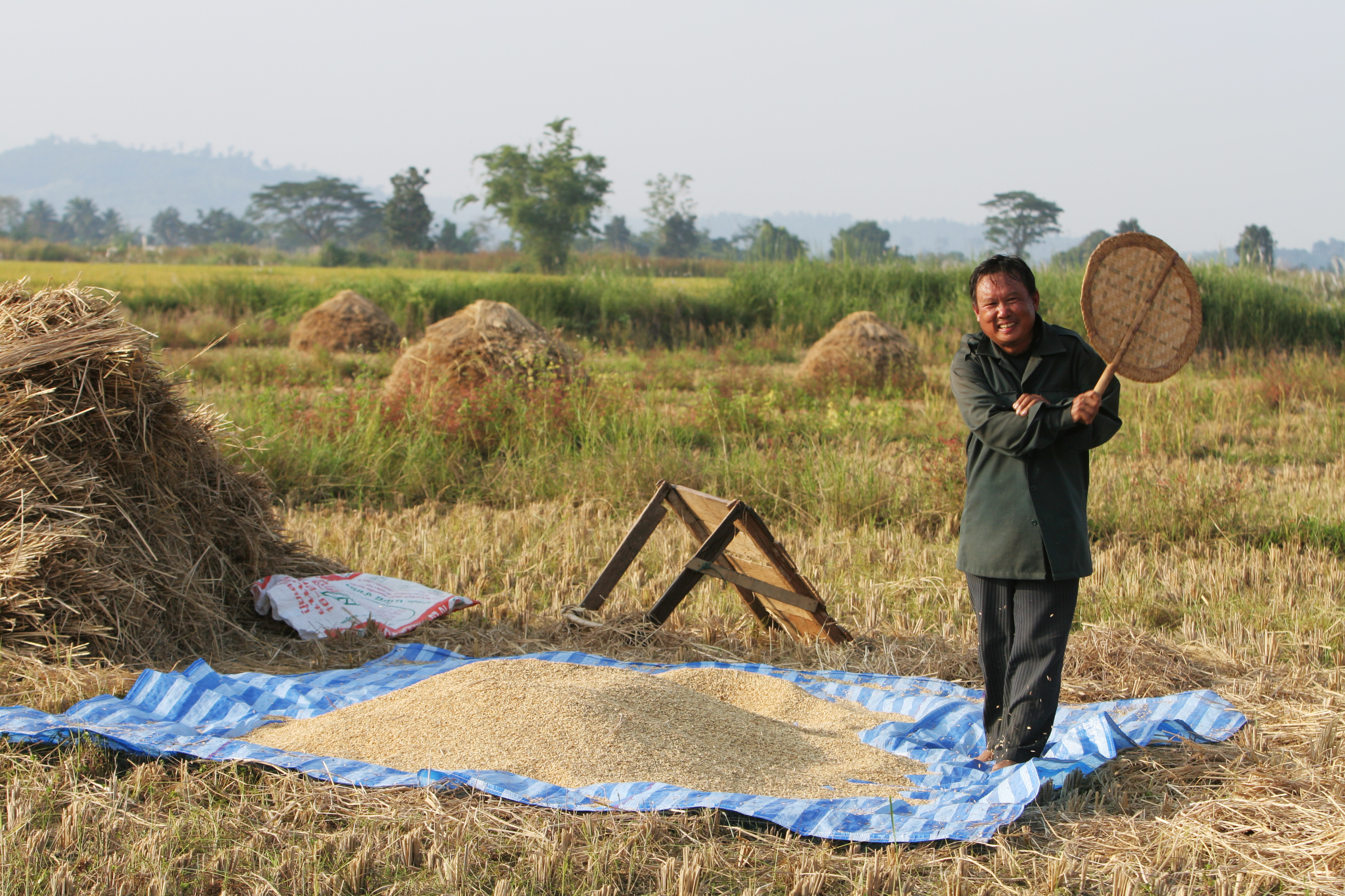 Rice Harvest in Thailand
