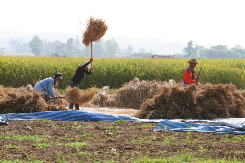 Rice Harvest in Thailand — Harvest time in Chiang Rai provence, in Northern Thailand — Thailand, rice, fice field, fields, harves