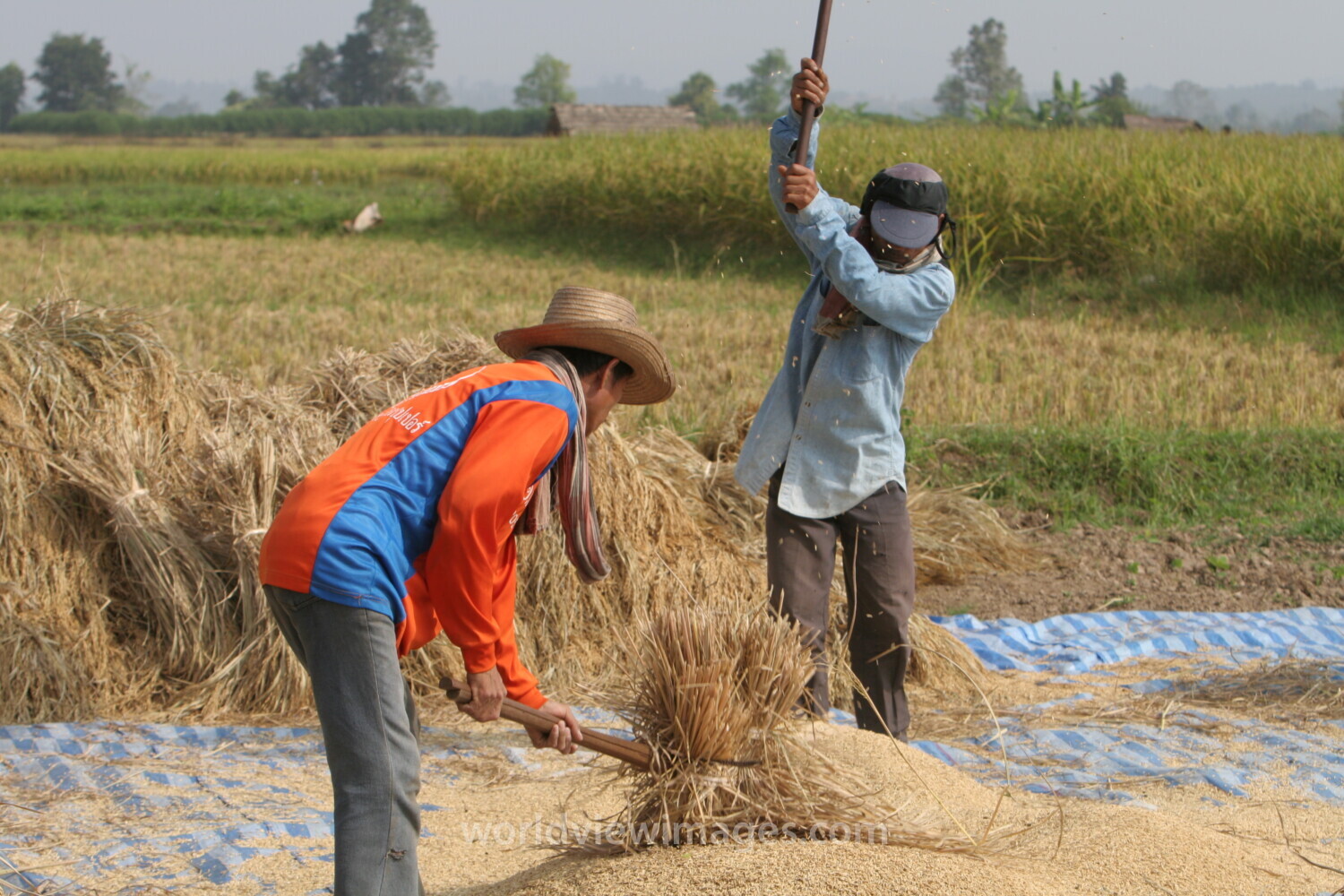 Rice Harvest in Thailand