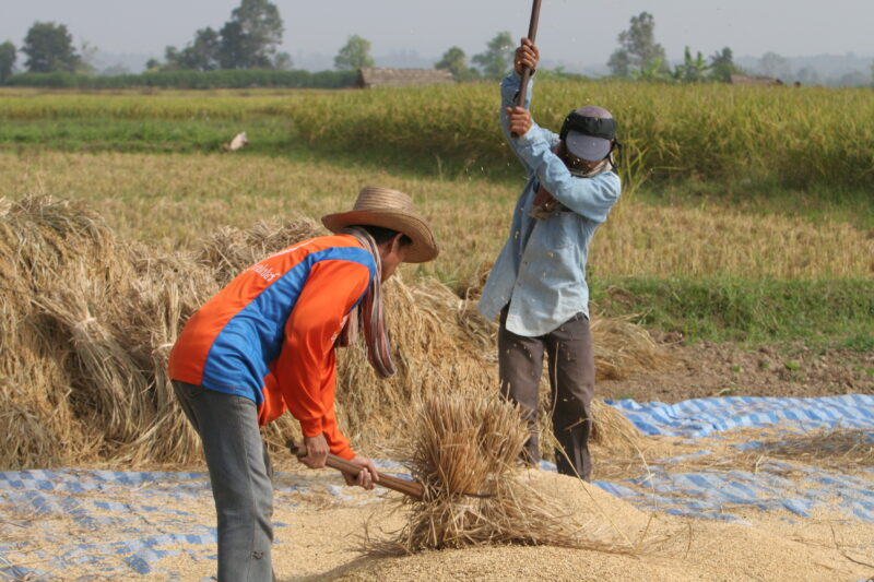 Rice Harvest in Thailand — Harvest time in Chiang Rai provence, in Northern Thailand — Thailand, rice, fice field, fields, harves