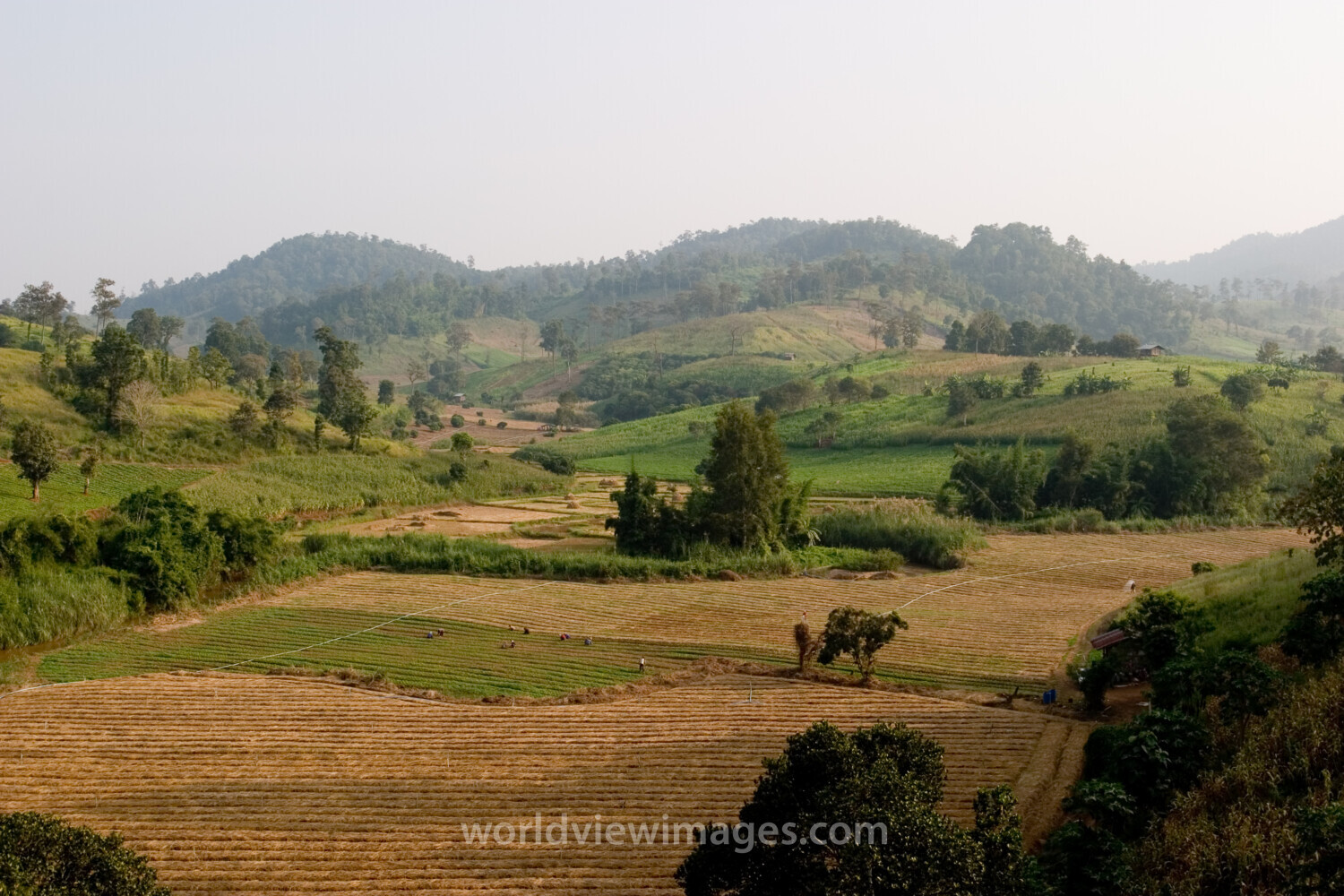 Rolling Rice fields in Northern Thailand