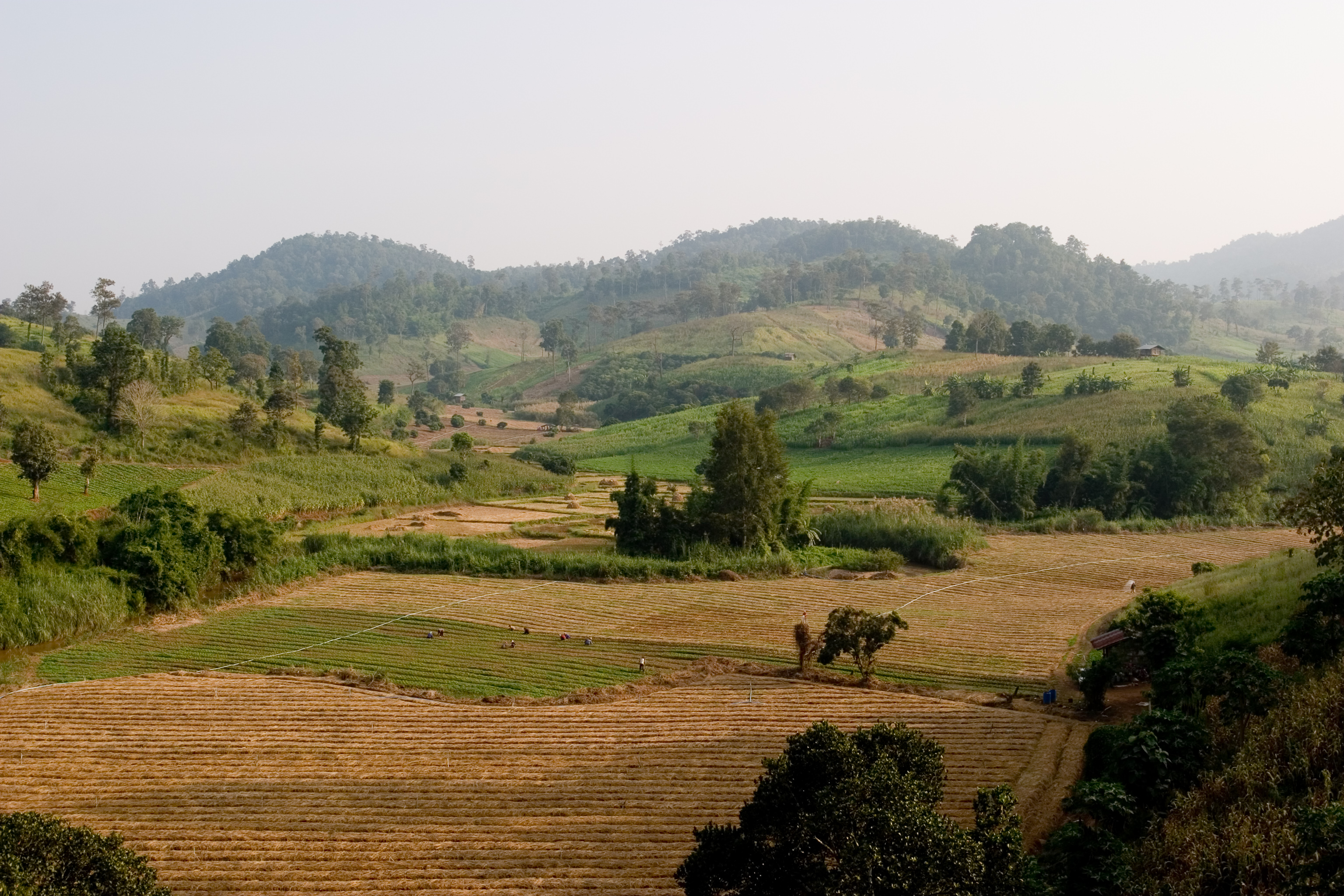 Rolling Rice fields in Northern Thailand