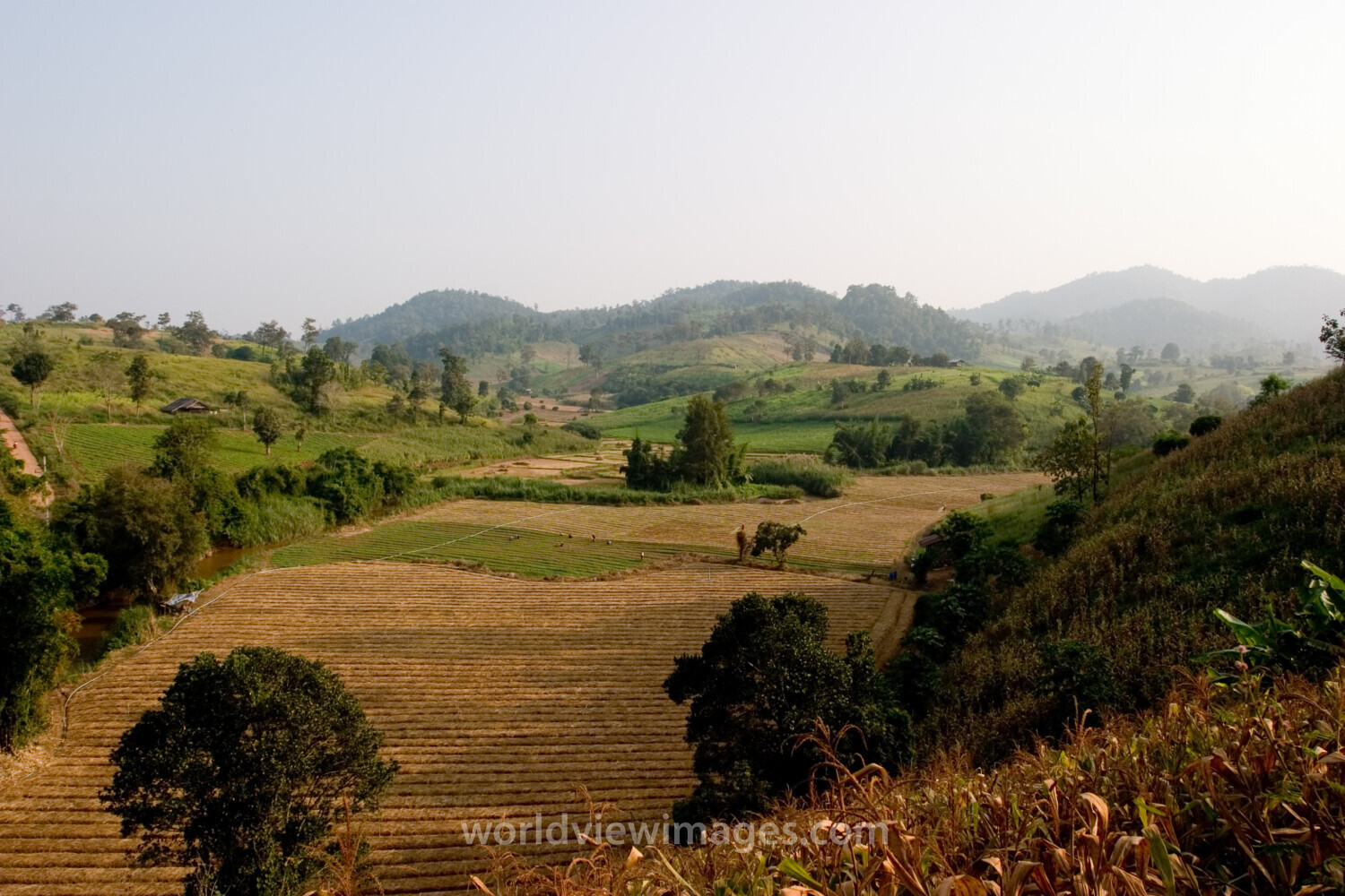 Rolling Rice fields in Northern Thailand