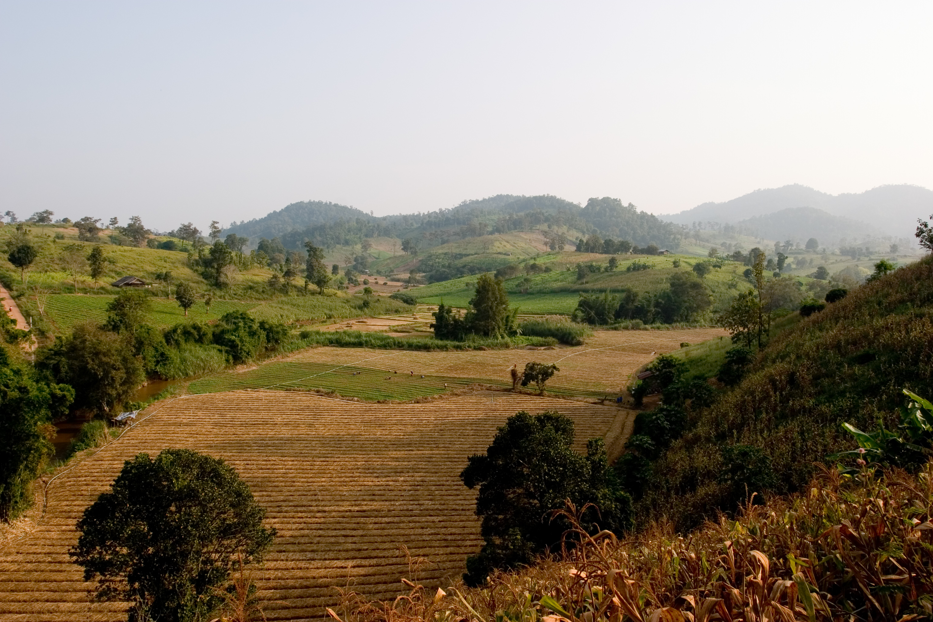 Rolling Rice fields in Northern Thailand