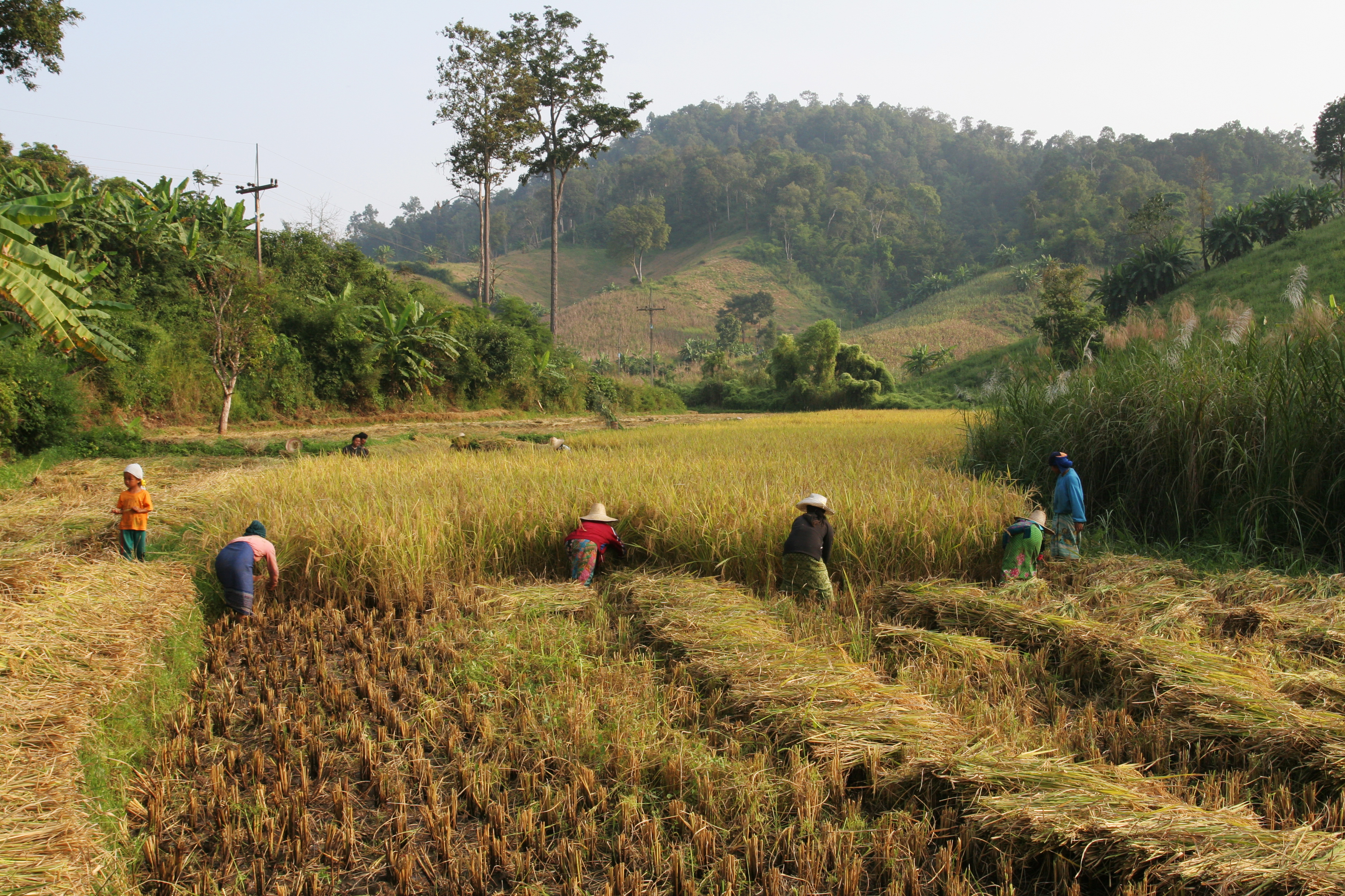 Rolling Rice fields in Northern Thailand