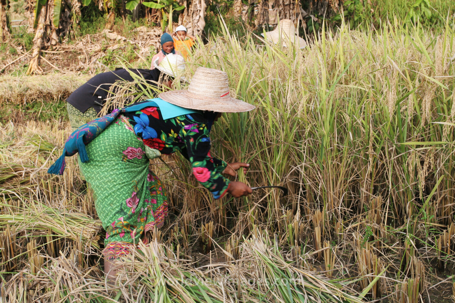 Harvesting Rice