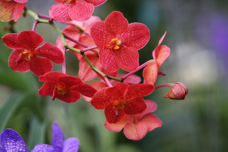 Orchids in Thailand — Thailand, orchids, flowers, flura