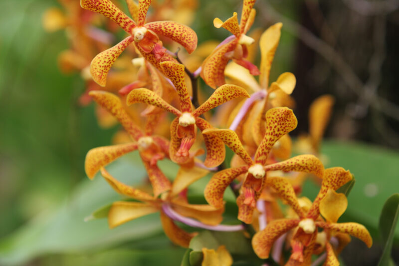 Orchids in Thailand — Thailand, orchids, flowers, flura