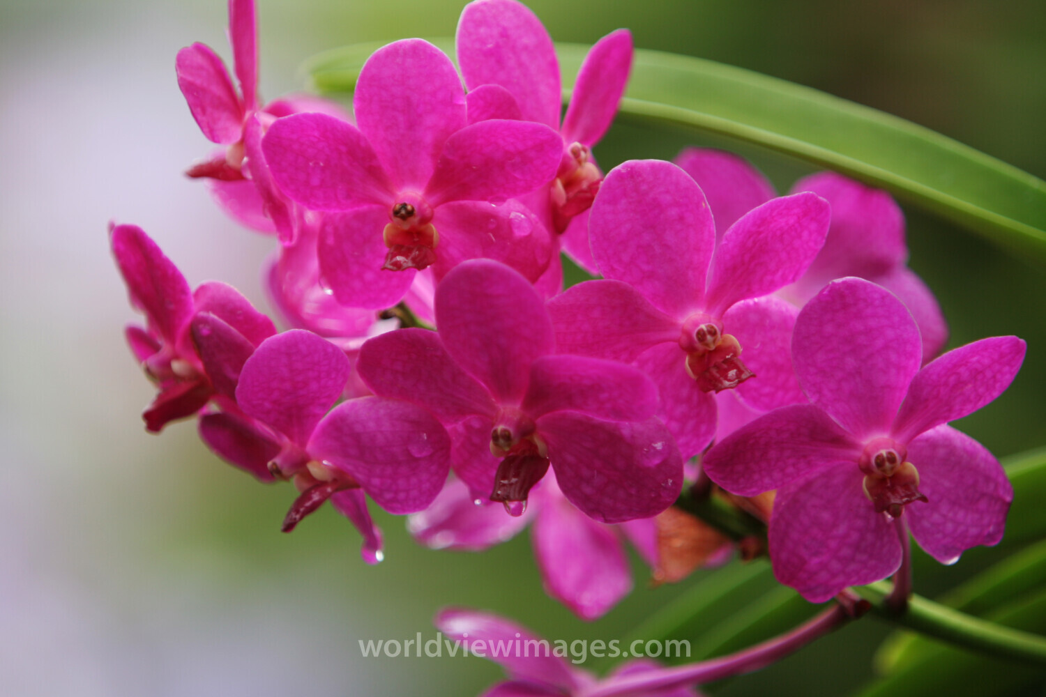 Orchids in Thailand