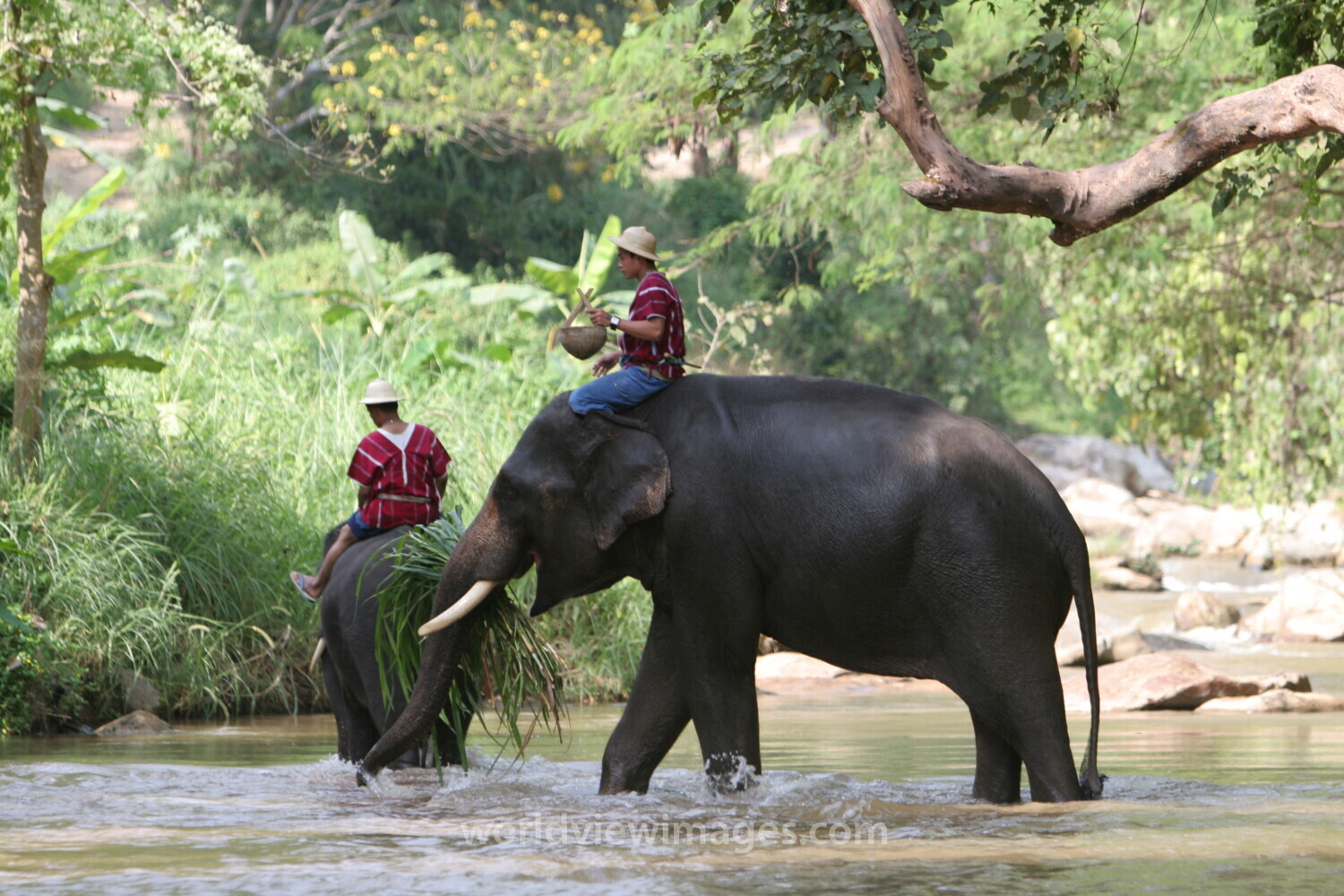 Elephant Farm in Thailand