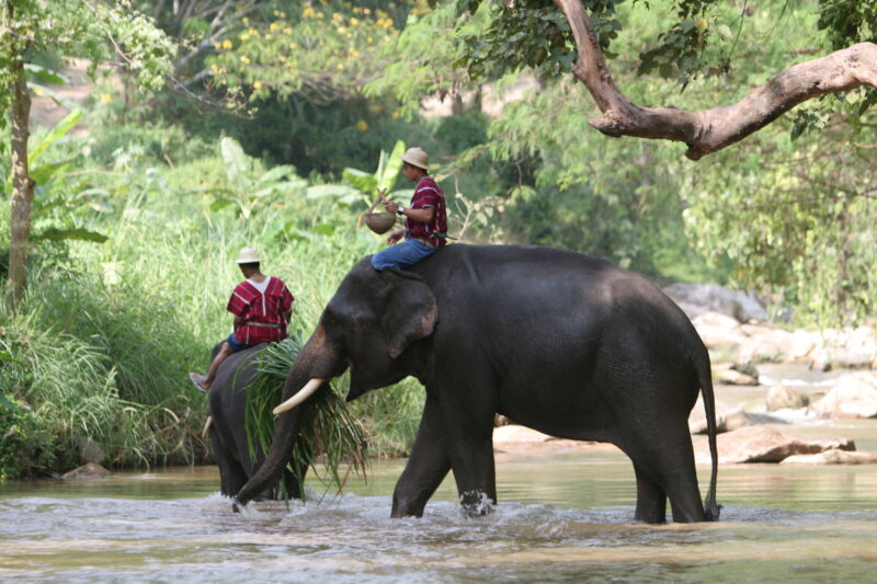 Elephant Farm in Thailand — Thailand, elephant, elephants
