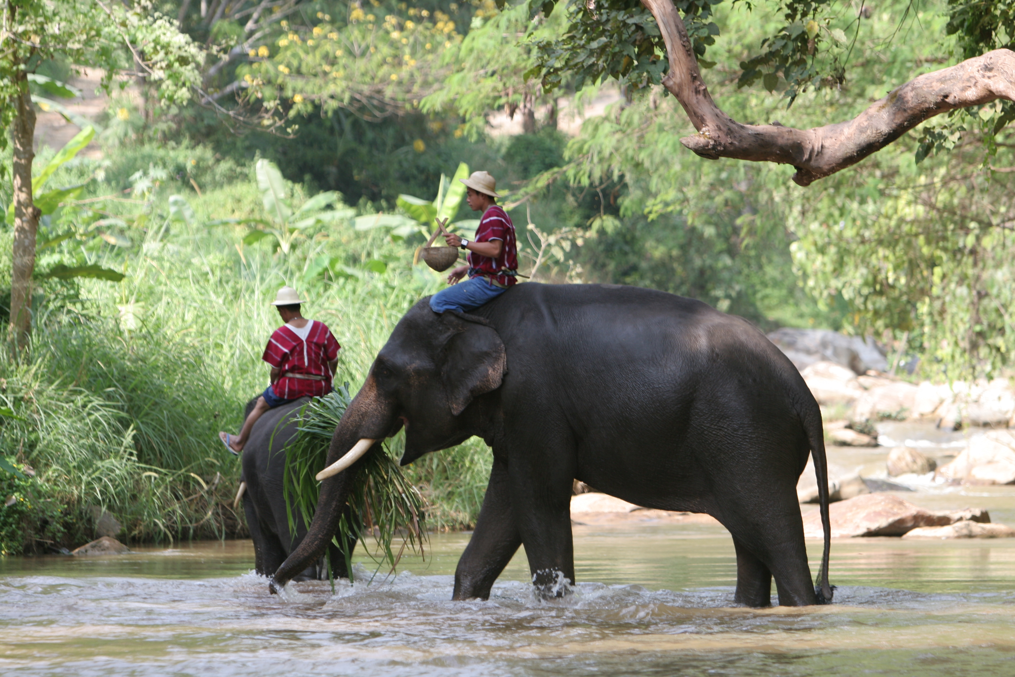 Elephant Farm in Thailand
