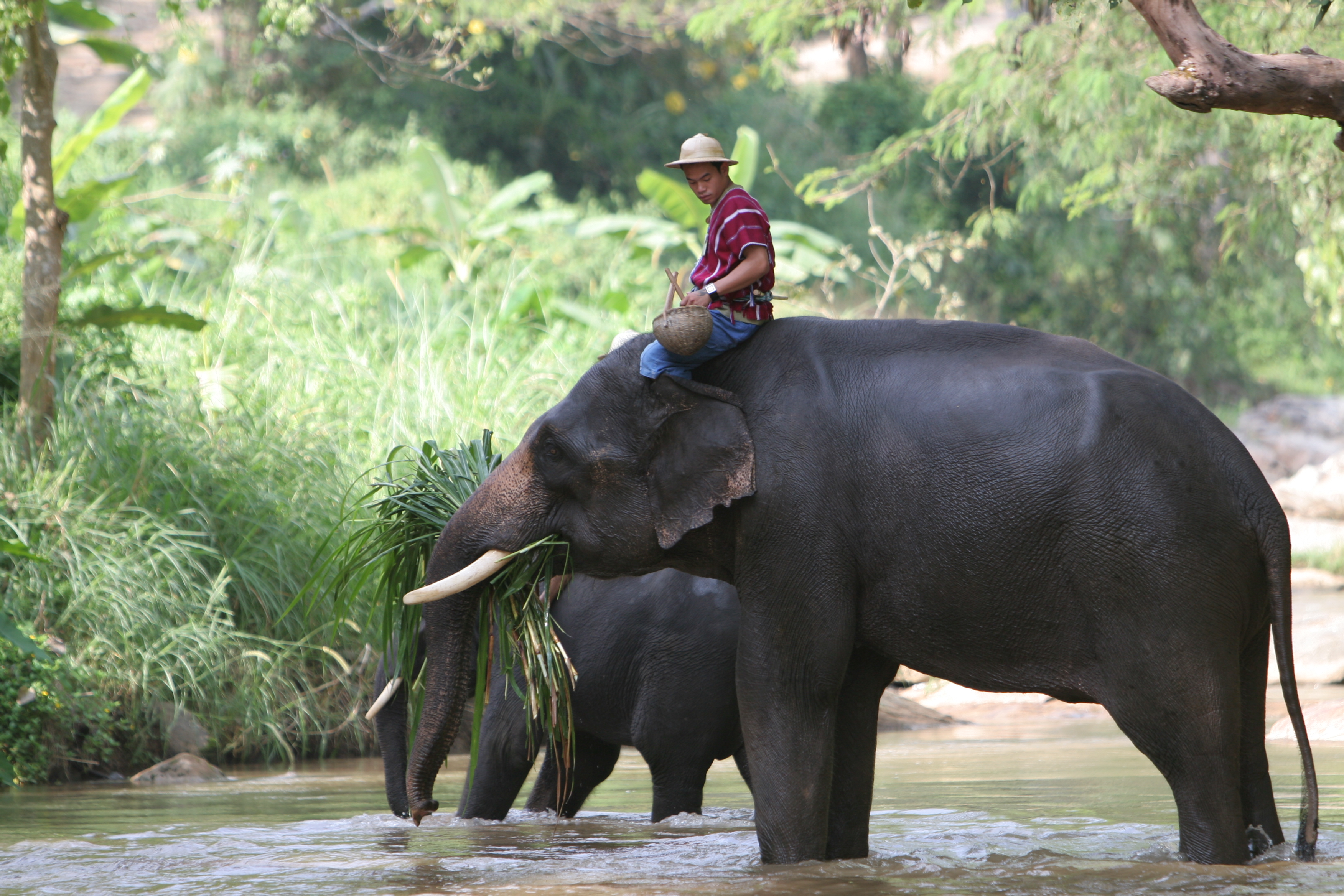 Elephant Farm in Thailand
