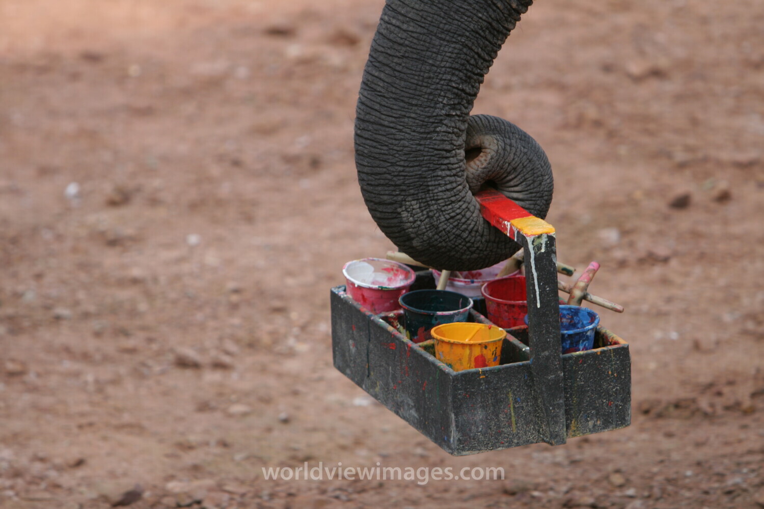 Elephant Farm in Thailand