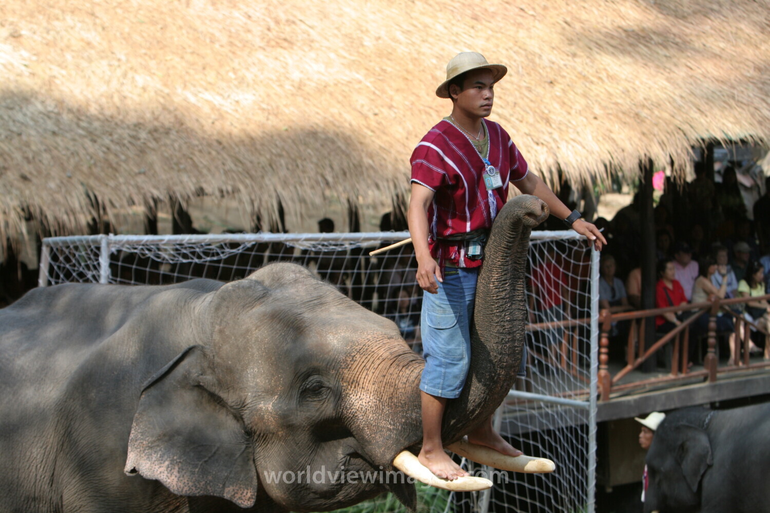 Elephant Farm in Thailand