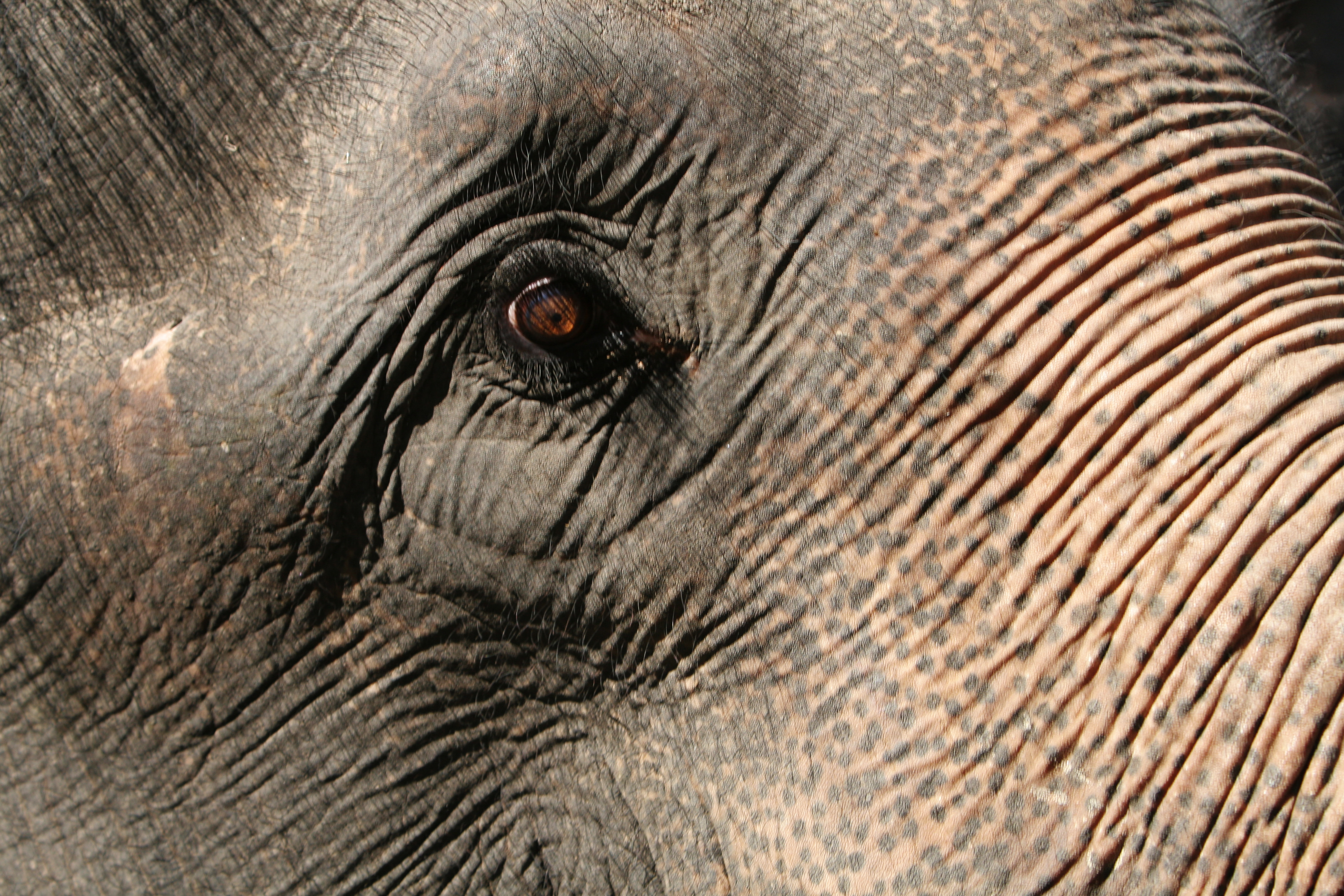 Elephant Farm in Thailand