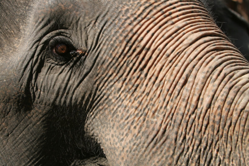 Elephant Farm in Thailand — Thailand, elephant, elephants