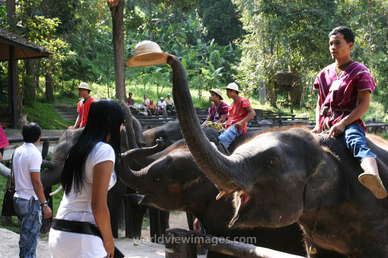 Elephant Farm in Thailand
