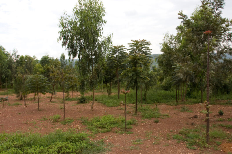 Photo: WVI_019634 — Africa, Rwanda