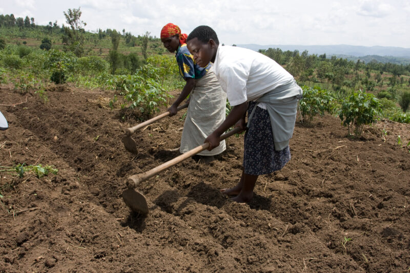 Hoeing Field — Girl and her mother work in their field preparing it for planting — Africa, Rwanda, hoe, African Hoe, girl