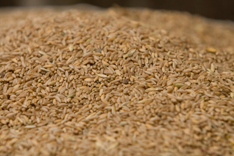 Wheat in the Market — Yemen, Wheat, grain, food — Yemen