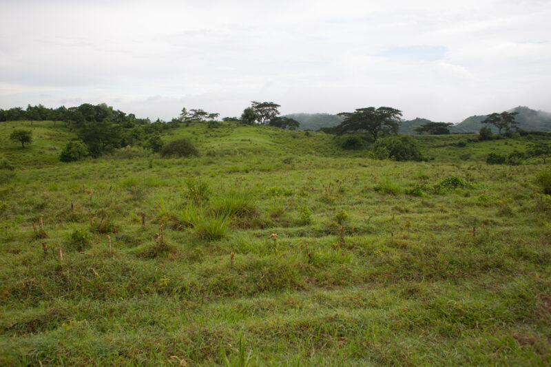 Scenic Beauty of Cuba — Beautiful landscape in Cuba — Cuba, scenic, field, fields