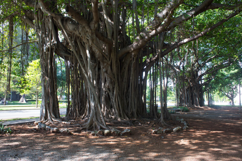 Trees in a Park in Havana — Unusual tree in a park in Havana — Cuba, tree, trees, park, Havana