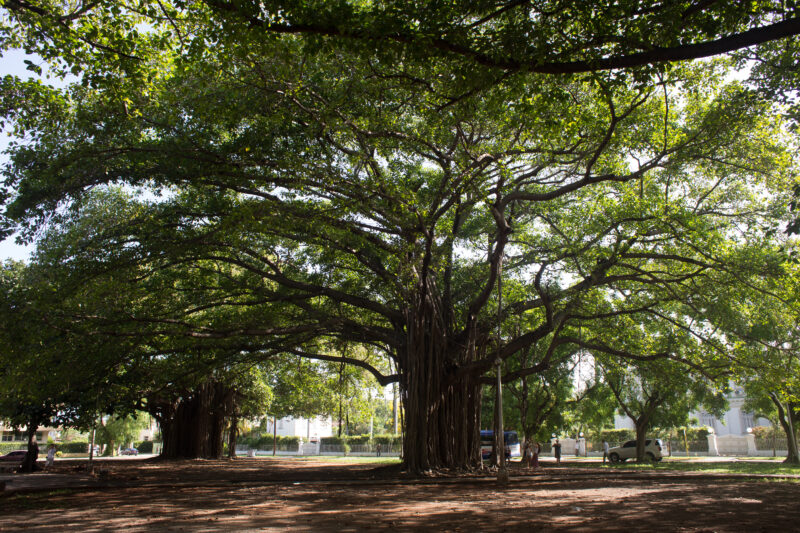 Trees in a Park in Havana — Unusual tree in a park in Havana — Cuba, tree, trees, park, Havana