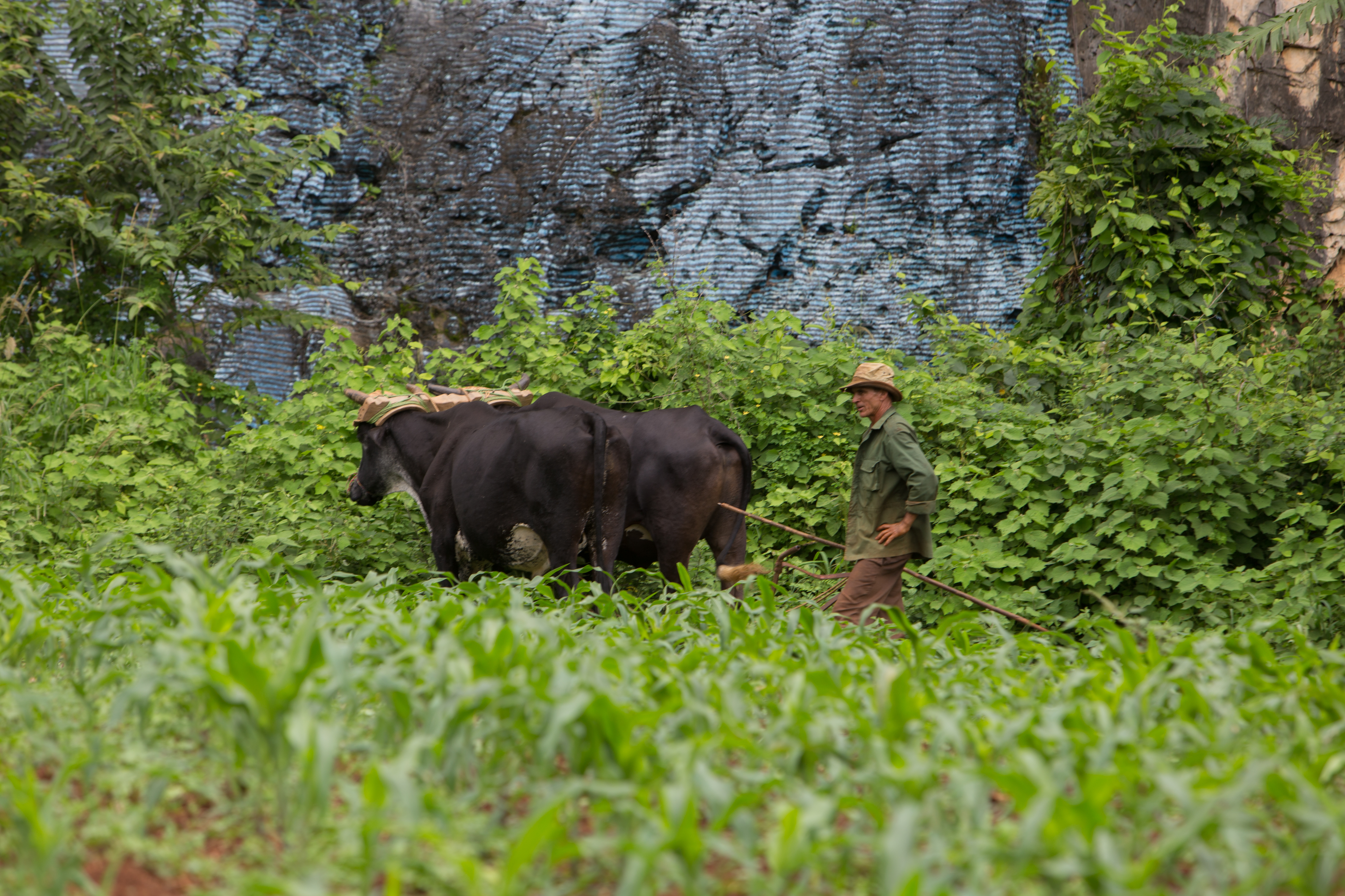 Scenic Beauty of Cuba