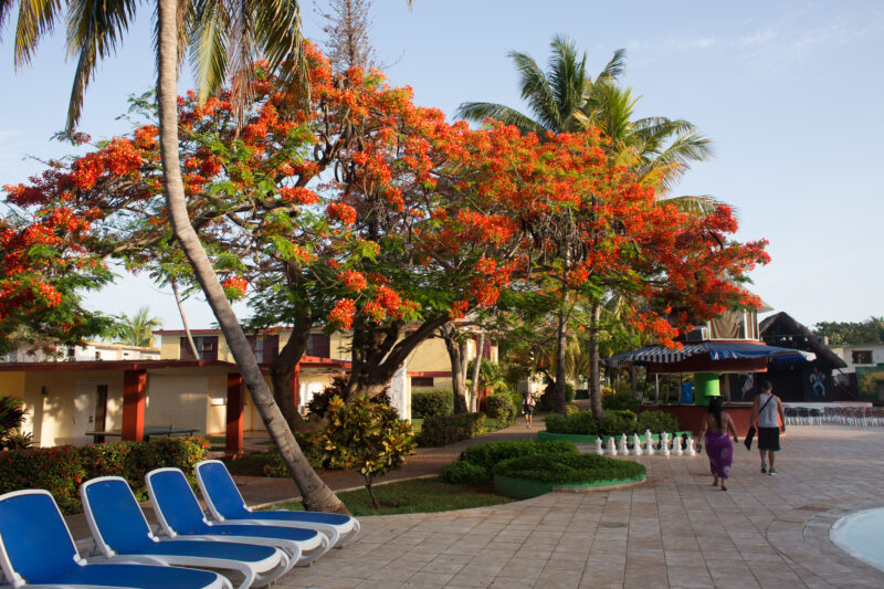Flamboyant Tree in Cuba — A Flamboyant Tree butifies a hotel along the cost of Cuba — Cuba, tree, trees, Flamboyant Tree, Flame Tree