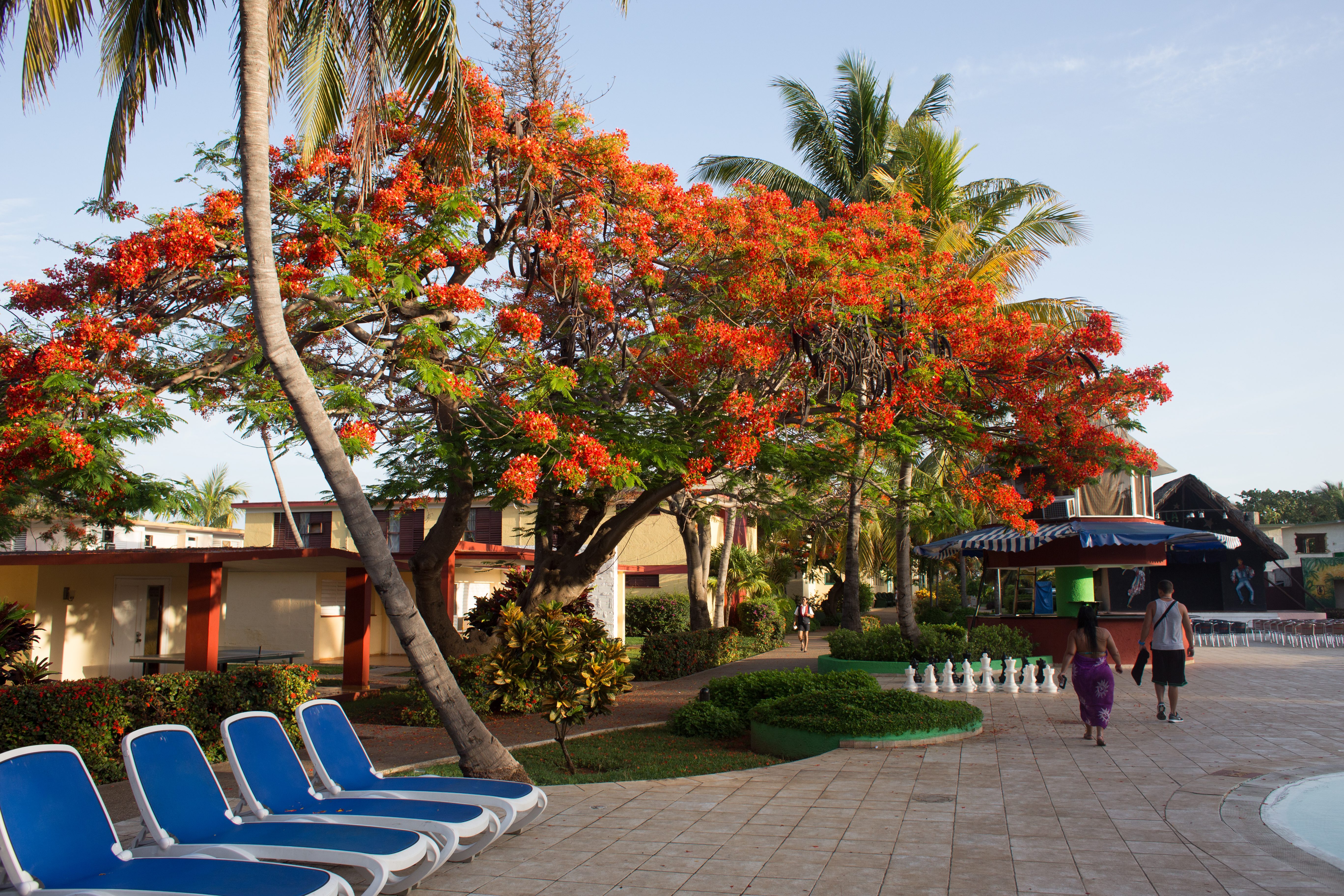Flamboyant Tree in Cuba