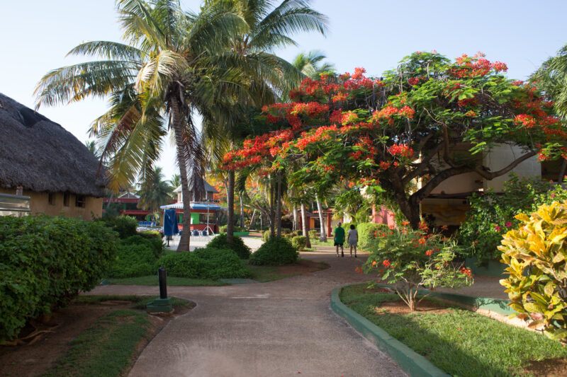 Flamboyant Tree in Cuba — A Flamboyant Tree butifies a hotel along the cost of Cuba — Cuba, tree, trees, Flamboyant Tree, Flame Tree