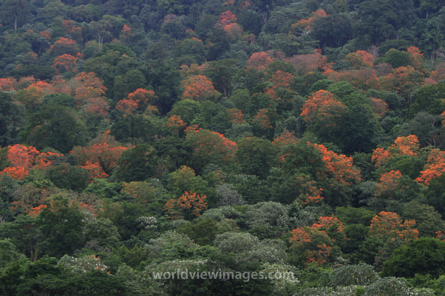 Trees Blooming in Sao Tome