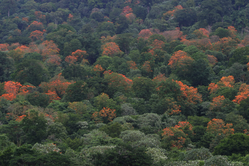 Trees Blooming in Sao Tome — African Jungle in Bloom, on the Island of Sau Tome — Sao Tome, Africa, trees, jungle, blossom
