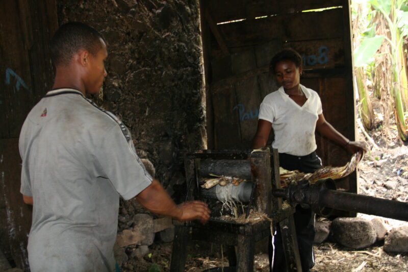 Squeezing Sugercane — Villagers squeeze sugar cane stocks of their juice as a first step to making rum. — Sao Tome, Africa, sugar cane, press, rum