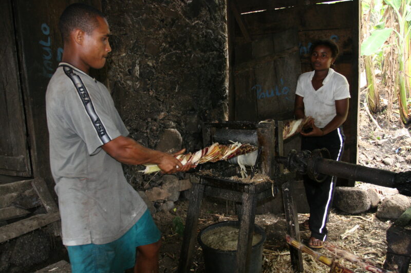 Squeezing Sugercane — Villagers squeeze sugar cane stocks of their juice as a first step to making rum. — Sao Tome, Africa, sugar cane, press, rum