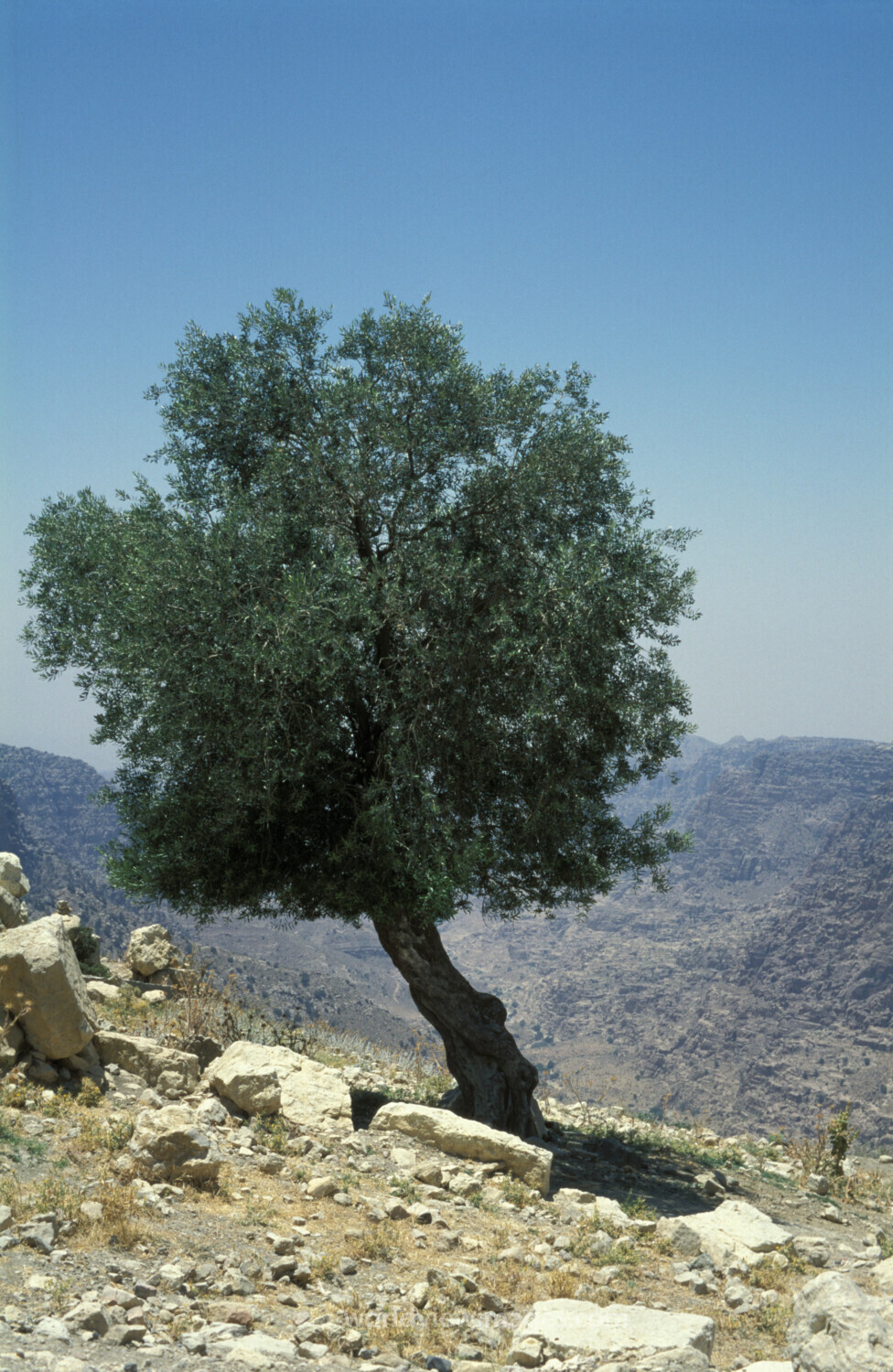 Tree in the Desert