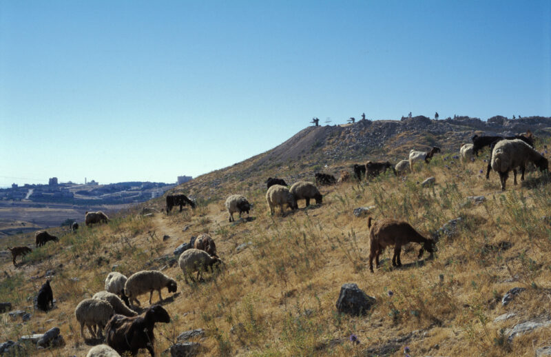 Sheep of Jordan — Sheep Graze by an active archaelogical dig site near Amann, Jordan — Jordan, sheep, goats, tel, Tall Umayri