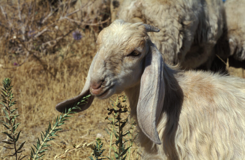 Sheep of Jordan — Sheep Graze by an active archaelogical dig site near Amann, Jordan — Jordan, goats