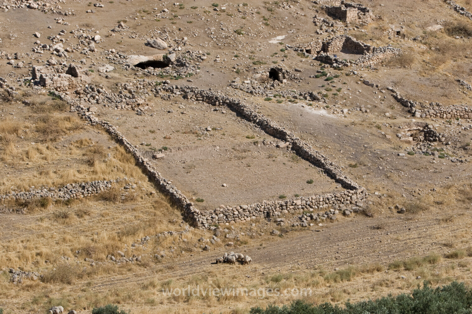 Sheepfold in Jordan