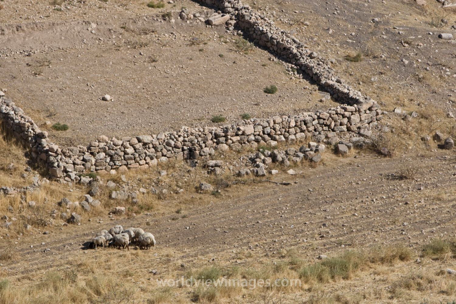 Sheepfold in Jordan