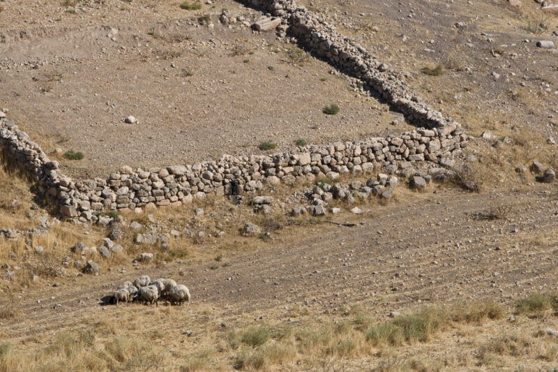 Sheepfold in Jordan — Sheepfold made of rocks — Jordan, sheep, fields