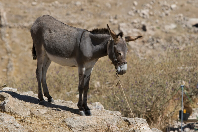 Donkey in Jordan — Stock Image of a donkey, still a means of transportation in Jordan — Archaeology, Jordan, donkey, donkeys